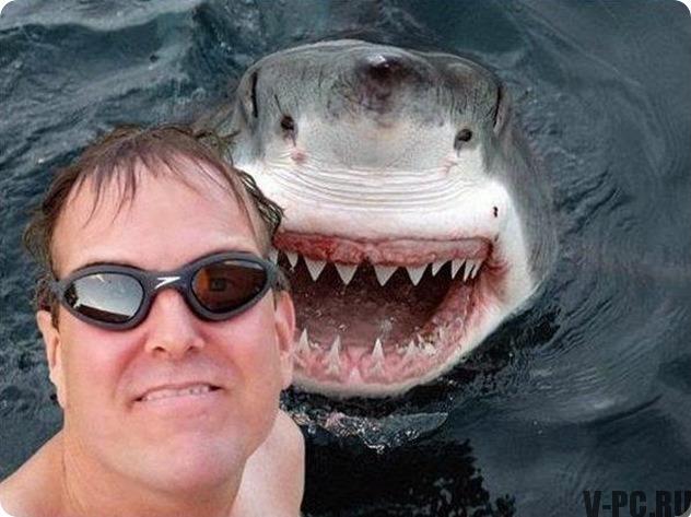 köpekbalığı selfie