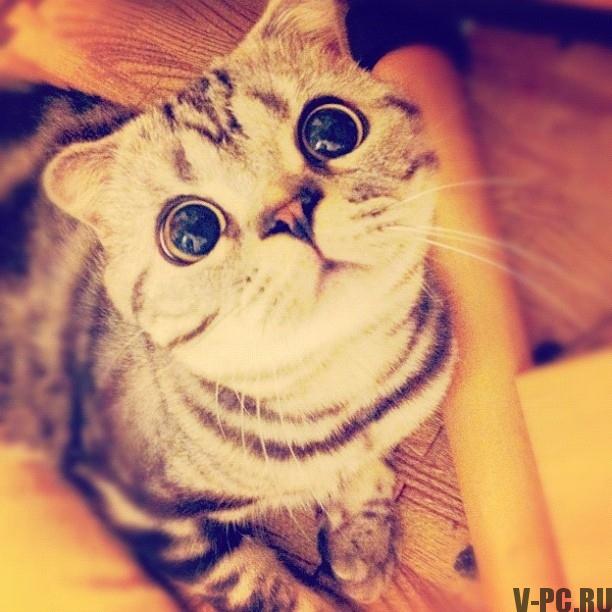 Şişi-Maru ünlü kedi-on-Instagram-005