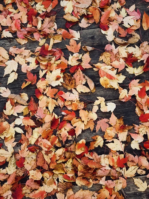 instagram - yapraklar için sonbahar fotoğraf fikirleri