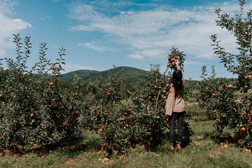 instagram için sonbahar fotoğraf fikirleri - kız elma alır