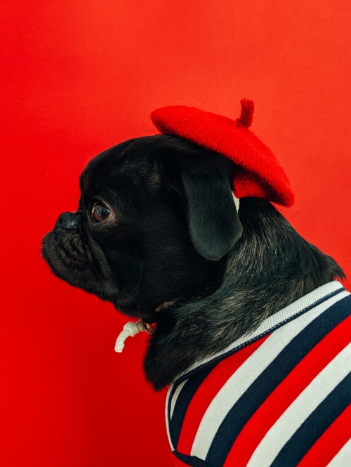 instagram için sonbahar fotoğraf fikirleri - pug kırmızı bere içinde